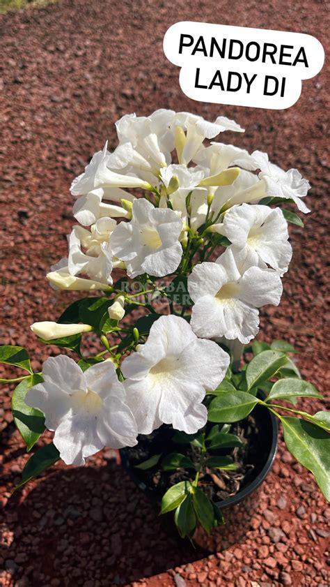 Pandorea Lady Di — Rockbank Nursery