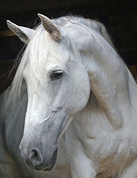 Horses Heads Andalusian Horse Head Horses Horse Face Andalusian Horse