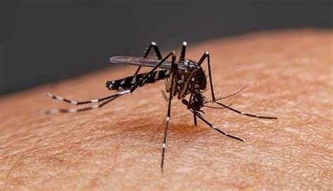Dengue Cuánto Tiempo Dura La Enfermedad En El Cuerpo Y Qué Medicamento