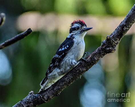 Cute Juvenile Downy Woodpecker Photograph By Cindy Treger