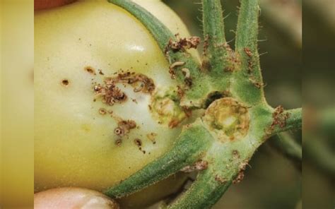 Traça Do Tomateiro Afforest Proteção Agroflorestal