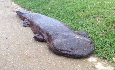 Japanese Giant Salamander Alchetron The Free Social Encyclopedia