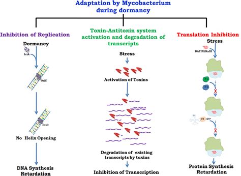 Frontiers Commentary Modification Of Host Responses By Mycobacteria