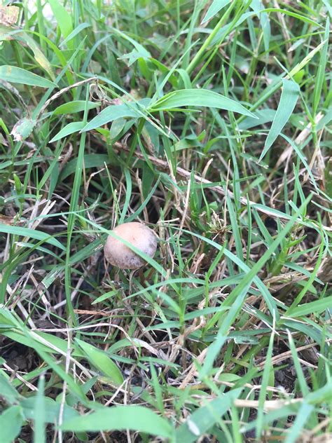 There are also separate forums on lawn mowers and lawn care covering turf, pests, fertilizers, etc. Potential lawn active - Mushroom Hunting and ...