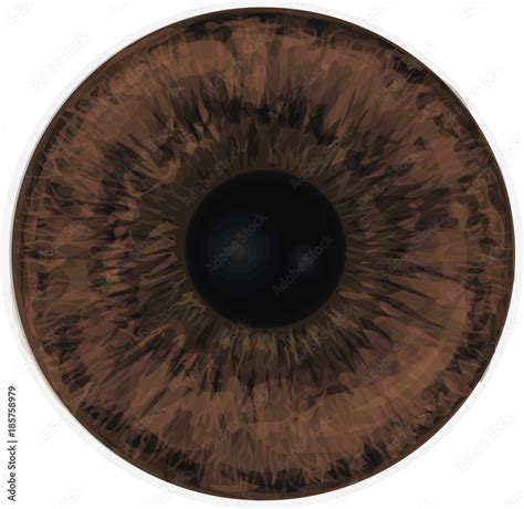 Vector Realistic Human Eye Iris Eye Iris Vector Painted Texture Brown
