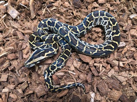 Het Albino Het Granite Burmese Python By John Chausmer Reptiles