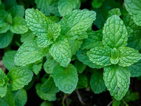 Civil War Medicinal Herb Garden How Mint Was Used As A Remedy