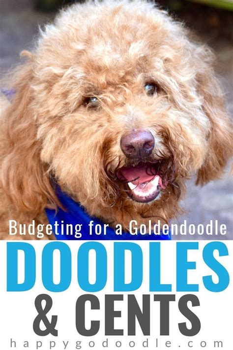 How Much Are Goldendoodles The Doodles And Cents Behind A
