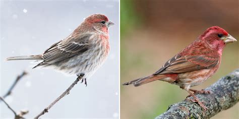 House Finch Or Purple Finch Heres How To Tell Them Apart Audubon