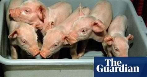 Gallery Animal Cloning Science The Guardian