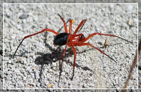 Sinkende temperaturen und steigende luftfeuchtigkeit bringen nicht nur die menschen dazu, sich wieder mehr in ihre vier wände. leuchtend rote Spinne mit doppeltem Netz in der Wohnung