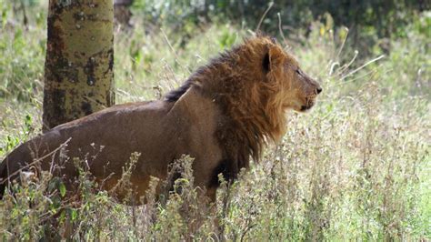 How much do lions eat? What Do African Lions Eat? | Reference.com