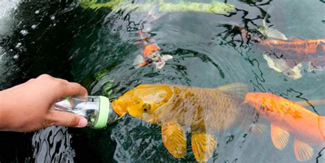 Making you have the right number of koi fish. koi fish pictures : Biological Science Picture Directory ...