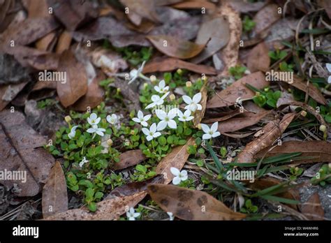 Tiny White Flowers Hi Res Stock Photography And Images Alamy