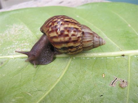 Land Snails Akaleha Of The Mariana Islands
