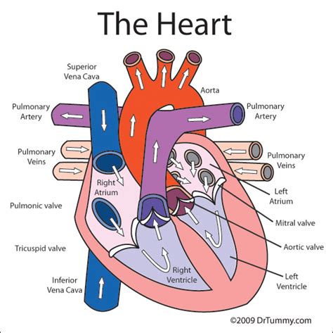 Heart Parts Mrkubiaks Blast Tastic Science Blog