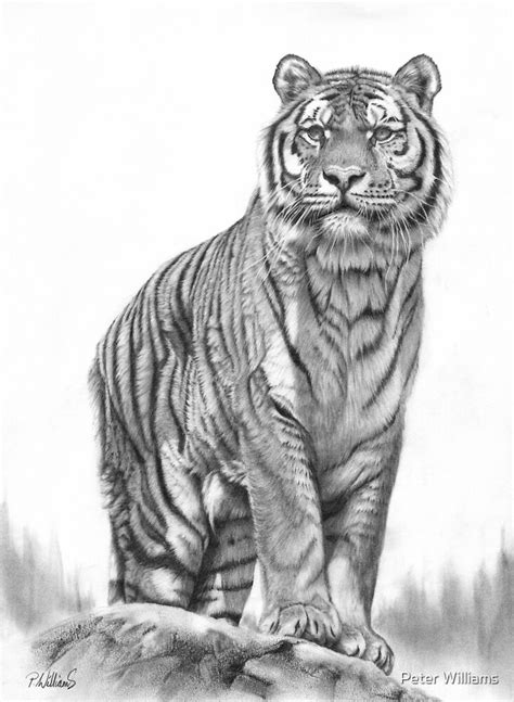 33 Dibujos De Tigres A Lapiz Faciles Paso A Paso Dibujos De Colorear