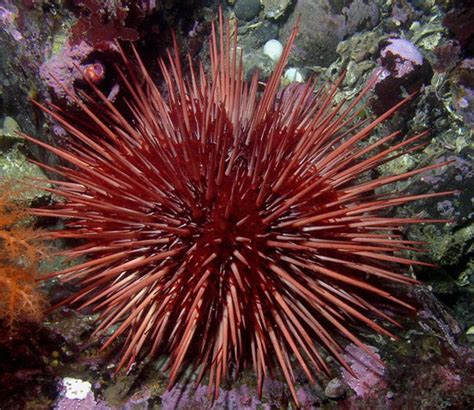 Sea Urchin Echinoidea