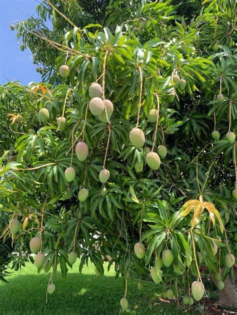 Fruit Well Watered Safeda Mango Plant Rs 90 Plant Green India Bio
