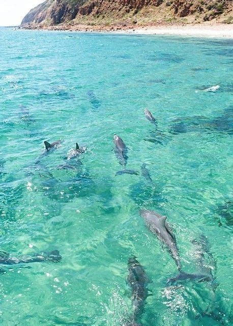 A Pod Of Dolphins In The Clear Waters Off The North Coast Of Kangaroo