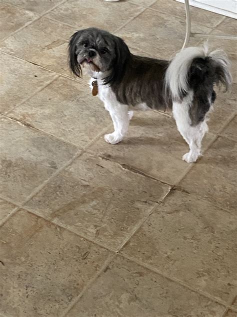 Adopt Posey a White - with Black Shih Tzu / Shih Tzu / Mixed dog in