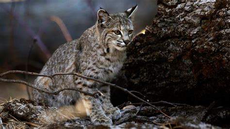 Wildlife Reclaims Yosemite As Covid 19 Lockdown Shuts Out Humans