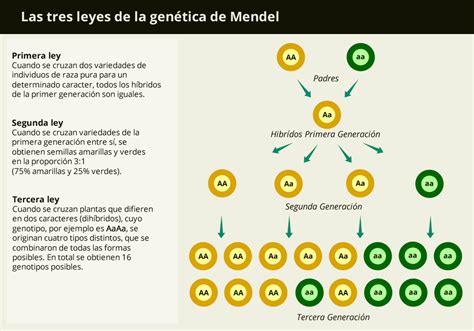 Las Tres Leyes De La Genética De Mendel Invdes