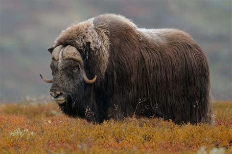 Musk Ox Symbolism Dreams And Messages Spirit Animal Totems