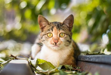 Cat Staring Intensely Stock Photo Image Of Isolated 81655540