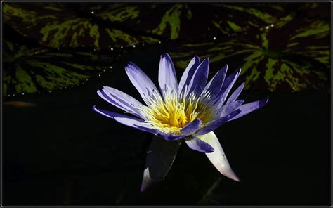 Purple Water Lily Such A Nice Shade Of Lavender Tdlucas5000 Flickr