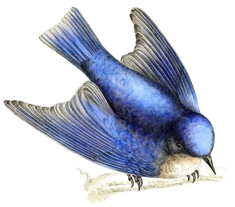 Bluebird Drawing Photos Drawing Skill