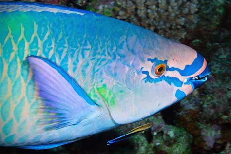 Variegated Makeup Of Parrot Fish Maldives Stock Image Image Of