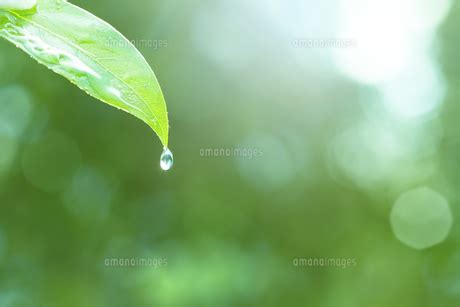 葉っぱの水滴の写真素材 FYI05071496 ストックフォトのamanaimages PLUS