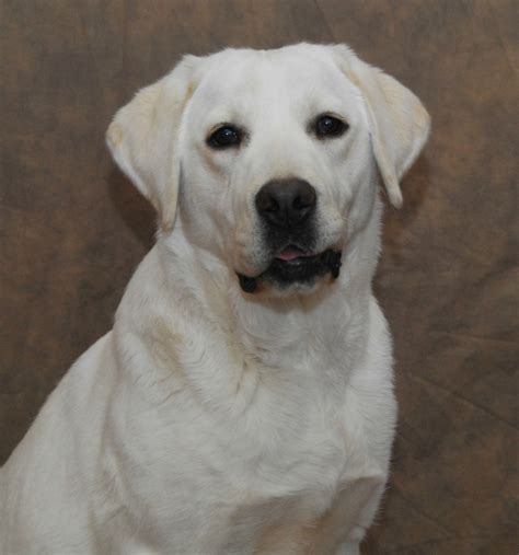 (home of 20 show champions) many english lines. White Lab Puppies in Minnesota