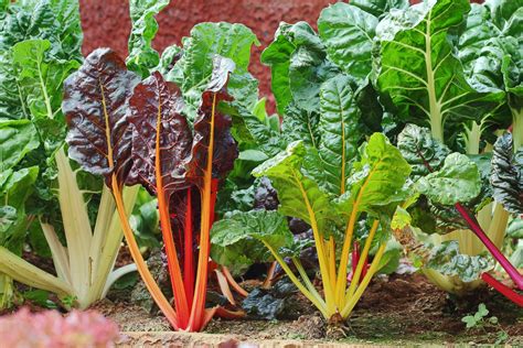 Vegetables that are susceptible to bolting, like broccoli, cauliflower, and spinach, can benefit from being grown in partial shade, particularly in hotter climates. Acelga - Nutrientes e benefícios da planta - InfoEscola