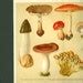 Botanical Vintage Mushroom Poisonous Fungi Print