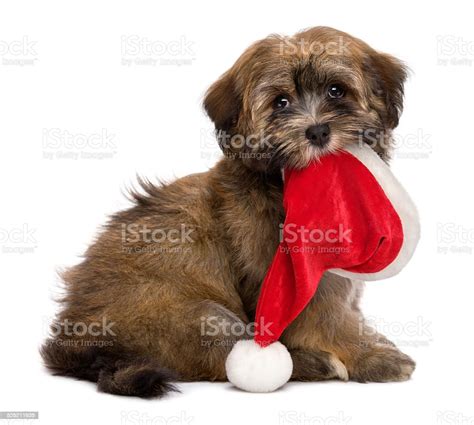Cute Havanese Puppy Is Keeping Santa Hat In Her Mouth Stock Photo