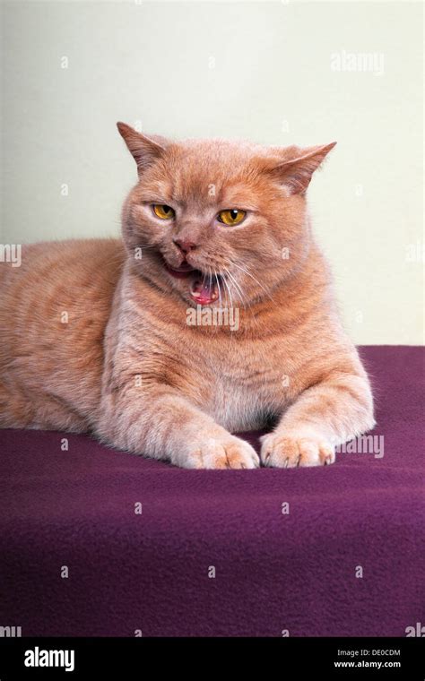 Ginger Tomcat Hi Res Stock Photography And Images Alamy