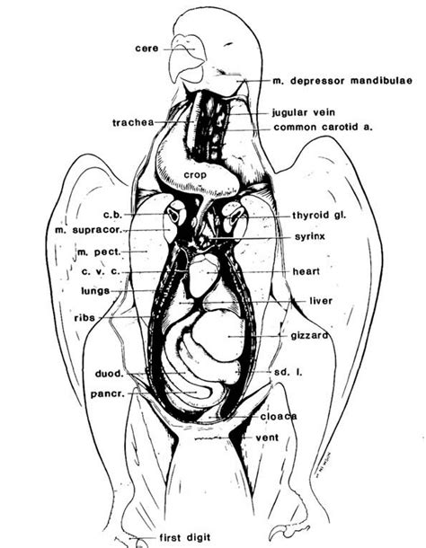 Avian Digestive System