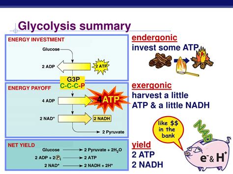 Ppt Cellular Respiration Stage Glycolysis Powerpoint Presentation