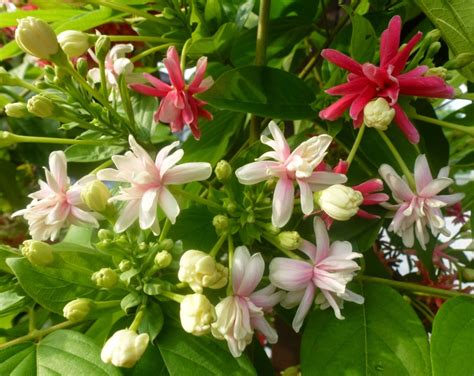 Cara perbanyak bunga melati belanda dengan stek batang atau akar. Greenfingers: Bunga-bungaan Penghibur Hati