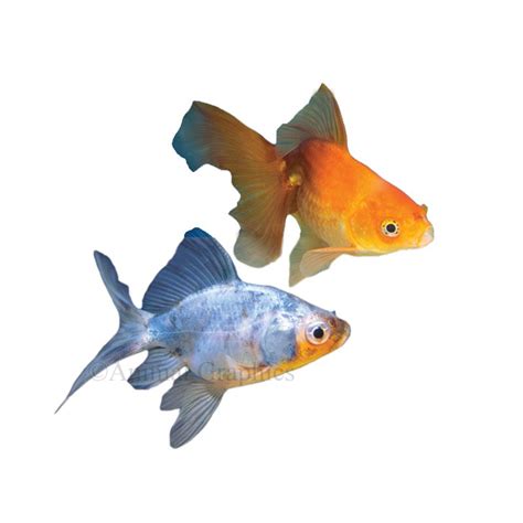 Fantail Goldfish Fish Goldfish Betta And More Petsmart