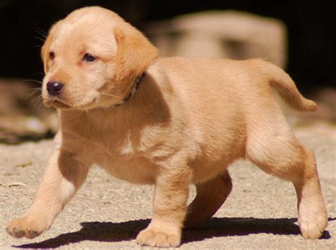 Golden Labrador Golden Retriever X Lab Info Temperament Puppies