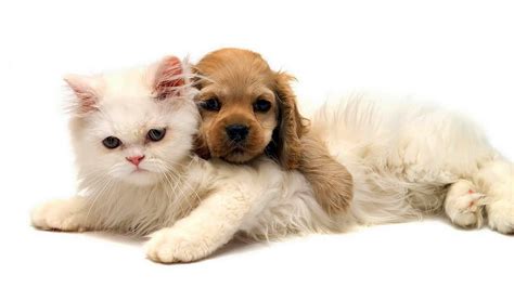 Cat And Dog Cuddling All Best Desktop Wallpapers