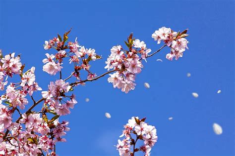 Spring Cherry Blossom Japanese Cherry Trees Sun Blossom Bloom Sky