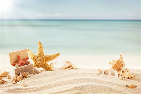 Hd Wallpaper Brown Starfish Sand Sea Beach Tropics Shell