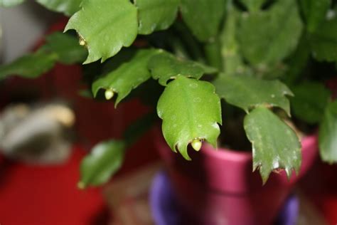 I have been attempting to make my christmas cactus look. Dieffenbachia flower buds | Good To Grow
