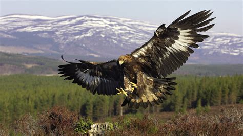Картинки хищник крылья птица Golden Eagle полёт золотой орел