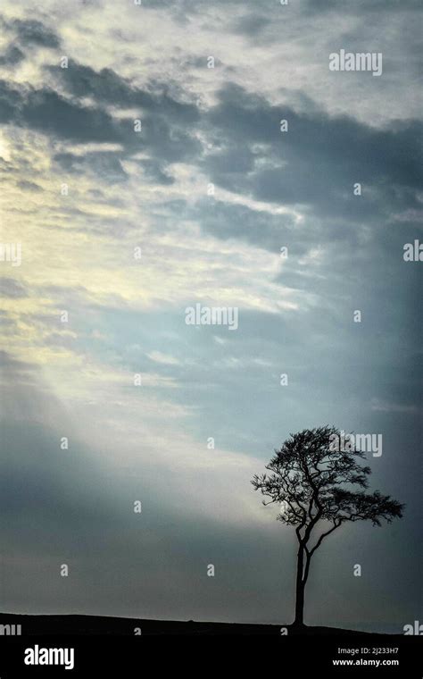 Lone Trees Hi Res Stock Photography And Images Alamy