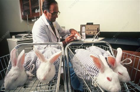 Animal Testing Stock Image C0075493 Science Photo Library